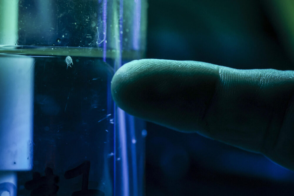 El toxicólogo Jamie Seymour de la Universidad James Cook de Australia señala un ejemplar de medusa irukandji en un tanque de agua en su laboratorio, en la ciudad de Cairns el 8 de abril de 2024