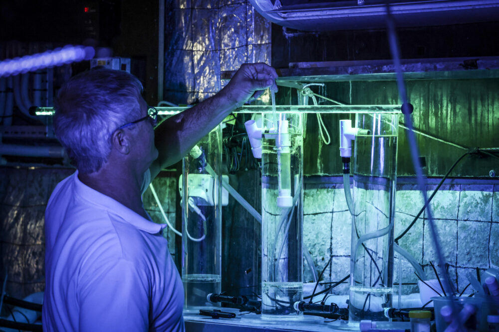 El toxicólogo Jamie Seymour de la Universidad James Cook de Australia trabaja en su laboratorio en la ciudad de Cairns el 8 de abril de 2024