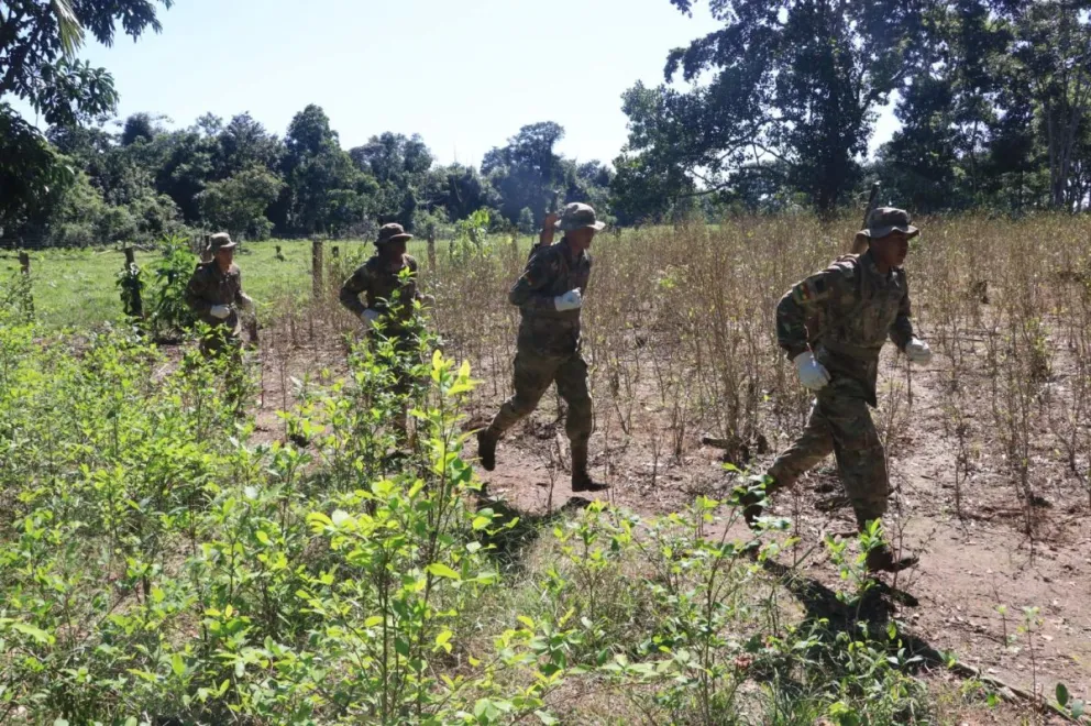 Integrantes de las Fuerzas Militares y la Policía participan en una jornada de erradicación de cultivos de coca en el Parque Nacional Amboró. Foto: EFE