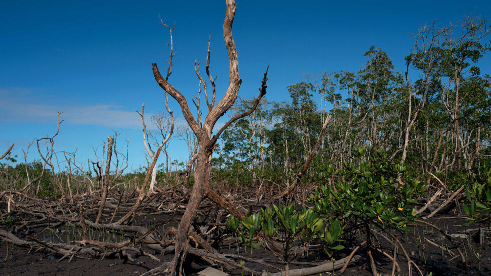Un manglar al oeste de Río de Janeiro, fotografiado el 17 de abril de 2024 desde la carretera Roberto Burle Marx