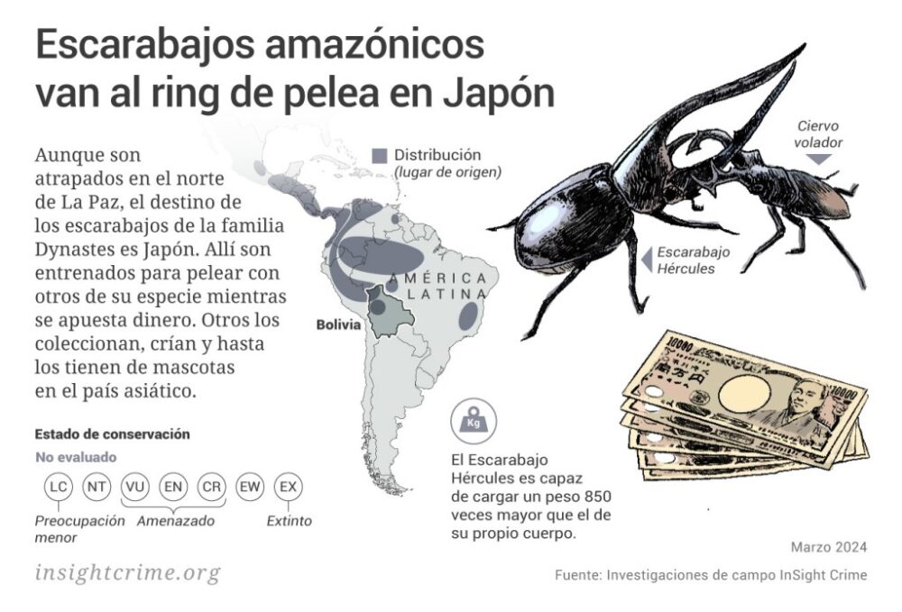https://insightcrime.org/wp-content/uploads/2024/03/Amazonas-Escarabajos-amazonicos-van-al-ring-de-pelea-en-Japon-InSight-Crime-Apr-2023-1024x695.jpg