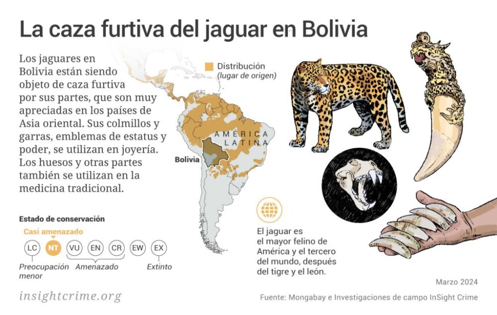 https://insightcrime.org/wp-content/uploads/2024/03/Amazonas-La-caza-furtiva-del-jaguar-en-Bolivia-InSight-Crime-Apr-2023-1024x650.jpg