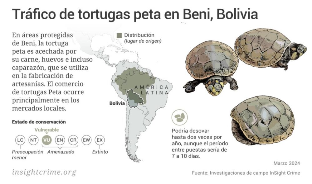 https://insightcrime.org/wp-content/uploads/2024/03/Amazonas-Trafico-de-tortugas-peta-en-Beni-Bolivia-InSight-Crime-Apr-2023-1024x605.jpg