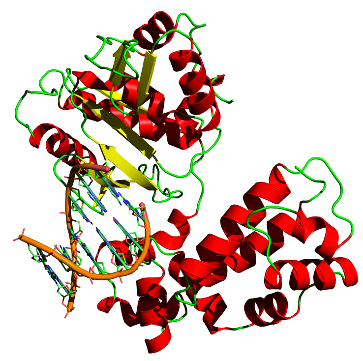 ADN polimerasa - Wikipedia, la enciclopedia libre