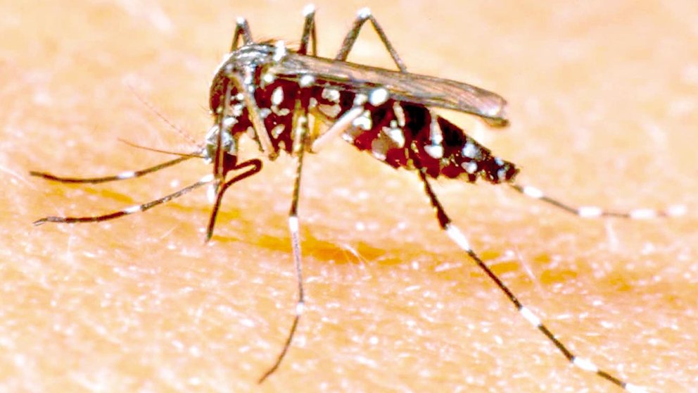 Imagen referencial del mosquito Aedes aegypti./ MINISTERIO DE SALUD