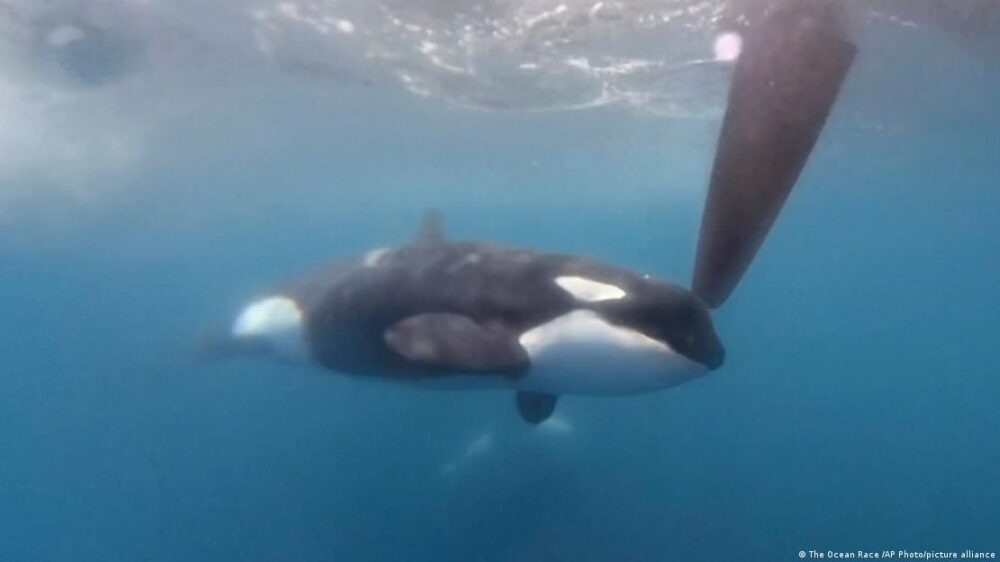 Un informe de la Comisión Ballenera Internacional sugirió que las orcas jóvenes encuentran en los timones un nuevo entretenimiento.