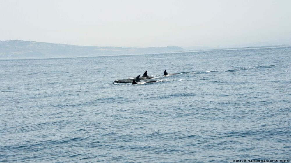 Desde 2020, se registraron más de 670 incidentes de orcas atacando embarcaciones en la Península Ibérica.