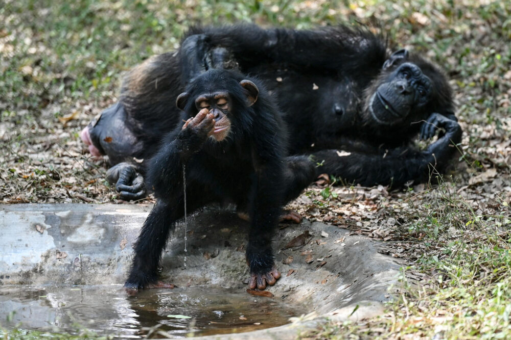 Un bebé chimpancé bebe agua para combatir el calor en el Parque Zoológico Arignar Anna, en la ciudad india de Chennai, el 30 de mayo de 2024