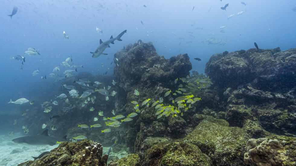 Imagen subacuática de peces en la costa de la isla Saymour Norte, en el archipiélago de Galápagos, Ecuador, el 8 de marzo de 2024.