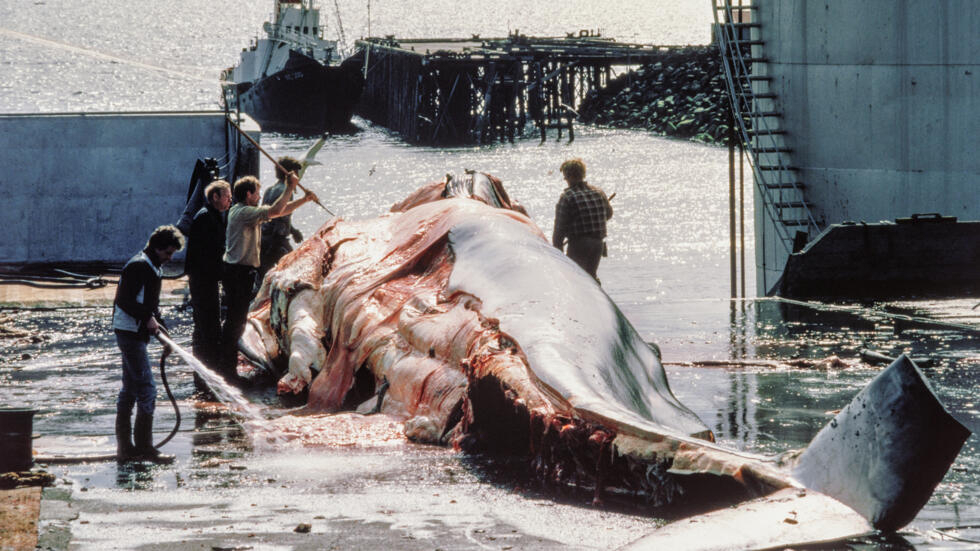 Unos balleneros cortan una ballena en la bahía de Hvalffjordur, a las afueras de Reikiavik, el 21 de junio de 1983