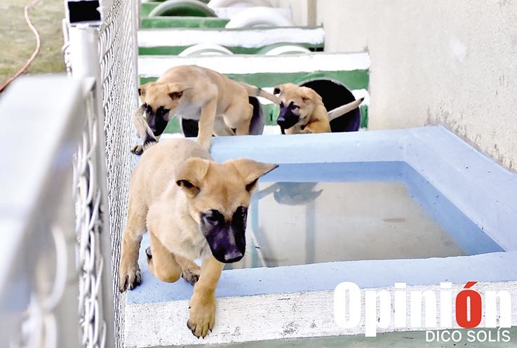 Cachorros cruzan el circuito de obstáculos en el CIOC K-9 como parte de su entrenamiento. / DICO SOLÍS