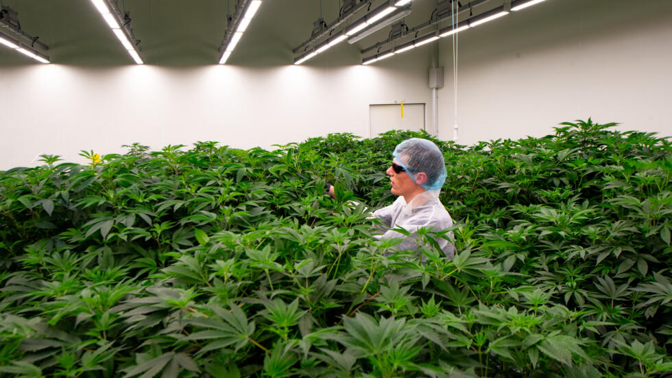 Una planta de cultivo de cannabis en Bremmel, Países Bajos, en una imagen de diciembre de 2023