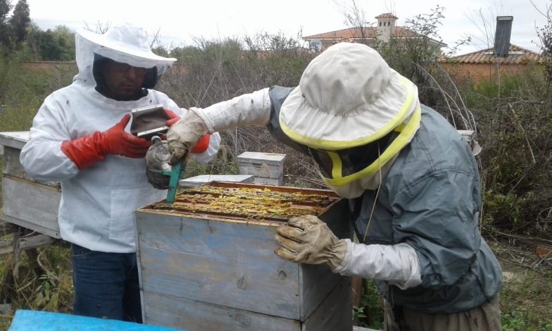 Tarija: comunarios iban a recolectar miel cuando encontraron un cráneo en una cueva 