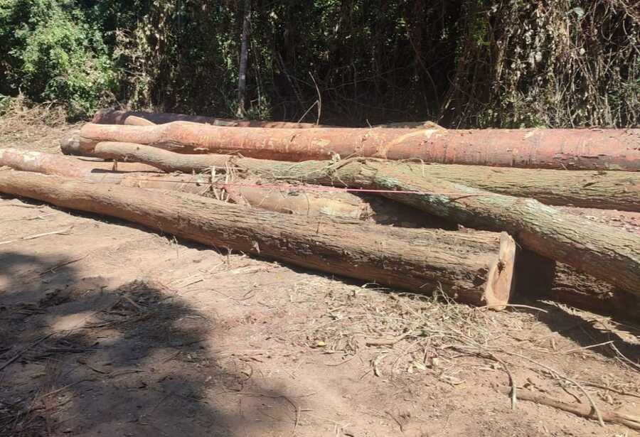ABT decomisa madera y siete vehículos en operativos en Santa Cruz, Beni y Pando
