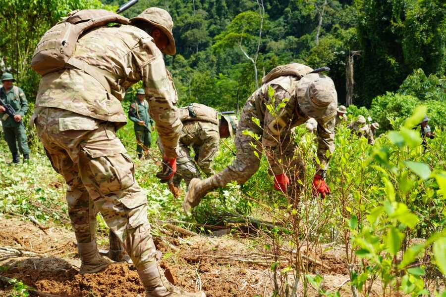 Erradican más de 3.800 hectáreas de coca excedentaria en el primer semestre 