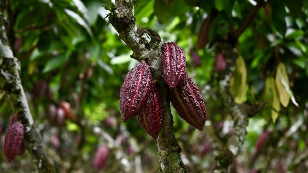 Las ramas de un árbol del cacao aparecen repletas de frutos el 12 de junio de 2024 en una granja de Buena Fe Cantón, en la provincia de Los Ríos, en el centro de Ecuador