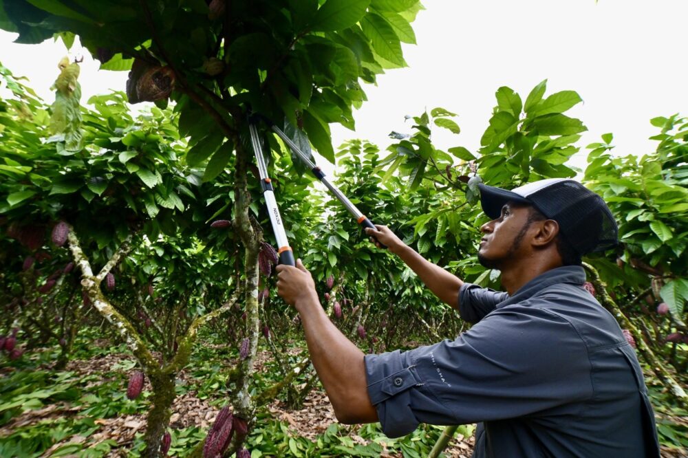 Un técnico agrícola corta ramas de un árbol del cacao el 12 de junio de 2024 en una granja de Buena Fe Cantón, en la provincia de Los Ríos, en el centro de Ecuador