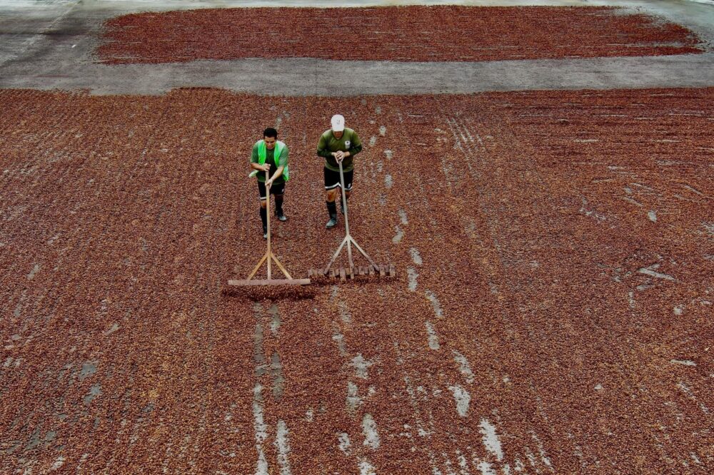 Dos trabajadores extienden granos de cacao para que se sequen en la planta de una empresa exportadora de cacao, el 12 de junio de 2024 en una granja de Buena Fe Cantón, en la provincia de Los Ríos, en el centro de Ecuador