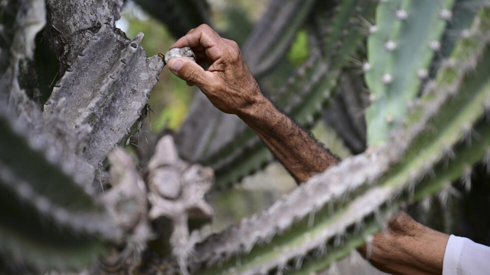 Alcides Peixinho Nascimento remueve una parte dañada de un cactus en su terreno en la Serra da Canabrava, en el estado de Bahia, Brasil el 12 de junio de 2024