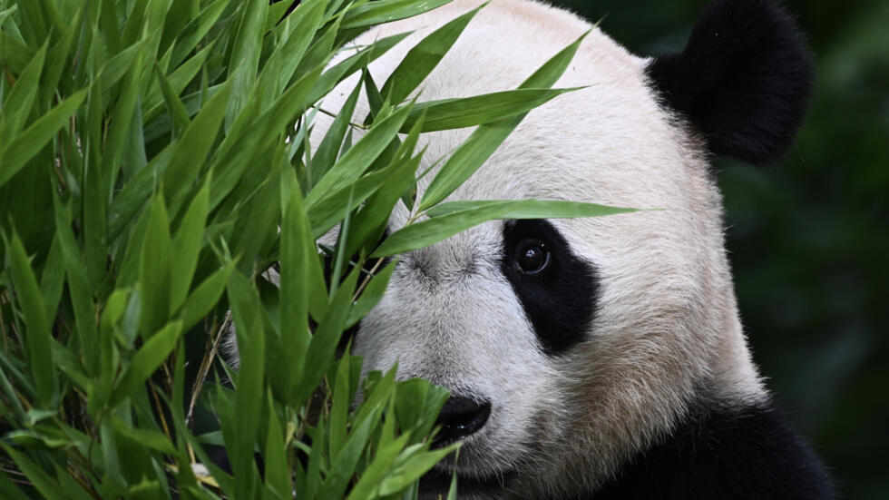 El oso panda Bei Bei come en su recinto del Centro Chino de Investigación y Conservación del Panda Gigane, en Ya'an, en la provincia de Sichuan, el 12 de junio de 2024 al suroeste de China