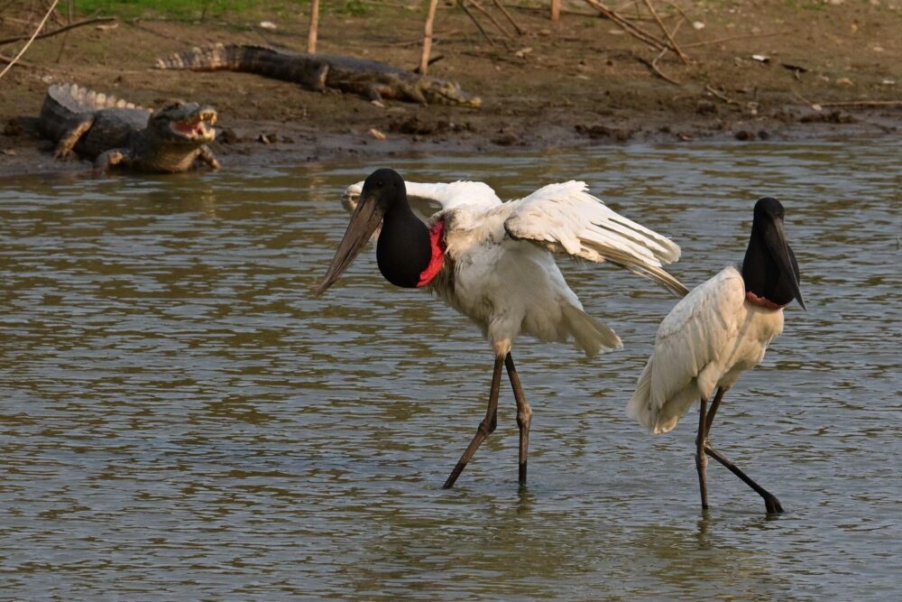 Un par de cigüeñas Jaribu en la zona de Corumba, en el Pantanal de Brasil, el 28 de junio de 2024.