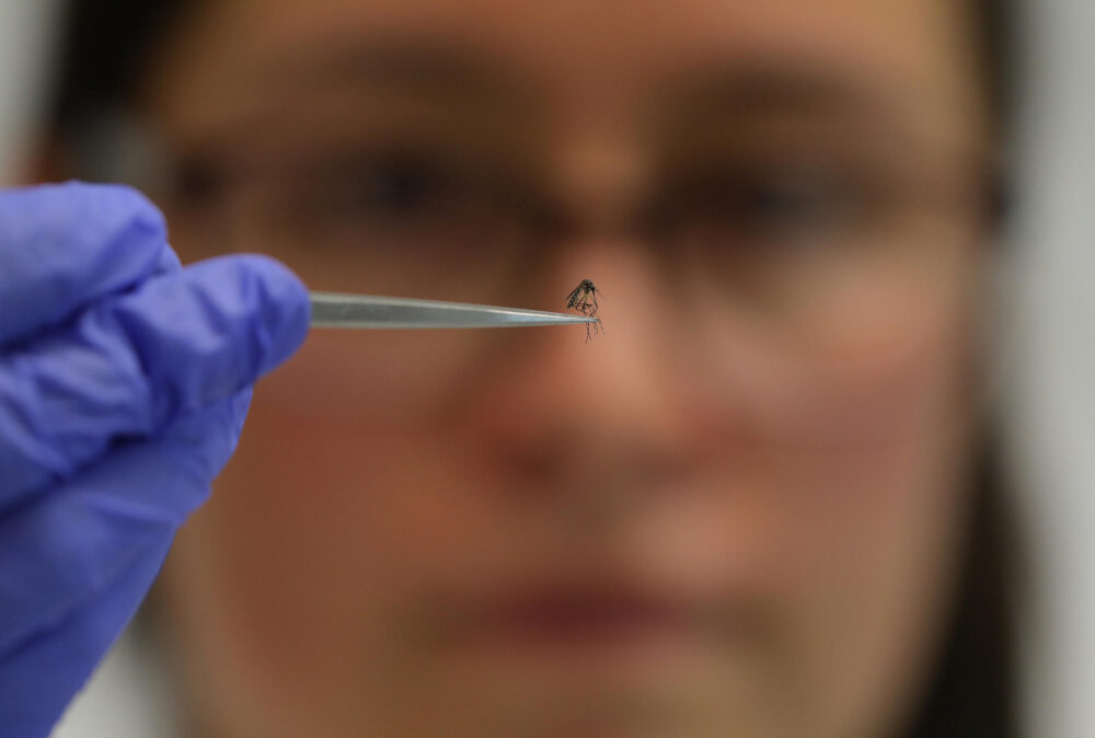 Una investigadora sostiene un mosquito en laboratorio del World Mosquito Program en Medellín el 4 de junio de 2024.