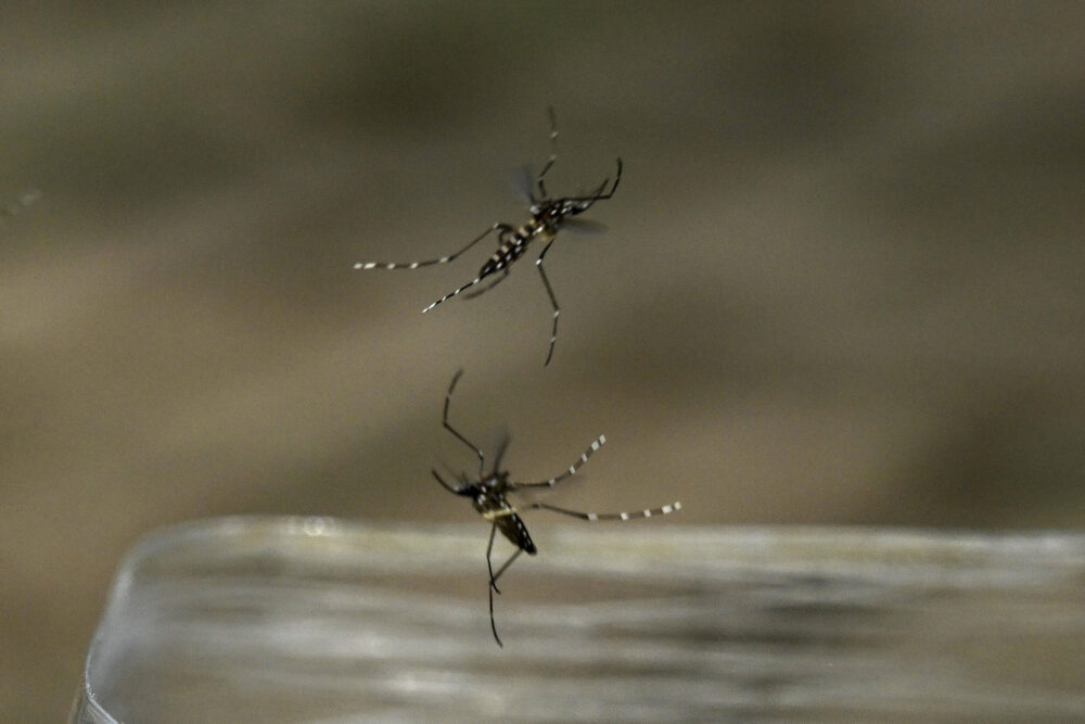 Mosquitos Aedes aegypti son liberados en la ciudad de Cali el 21 de junio de 2024