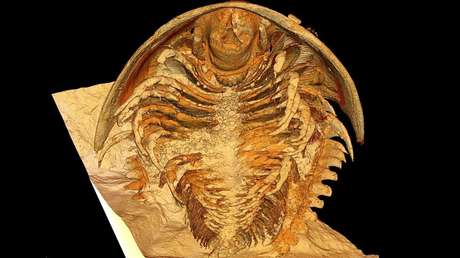 Hallan fósiles de criaturas 'selladas' en ceniza volcánica