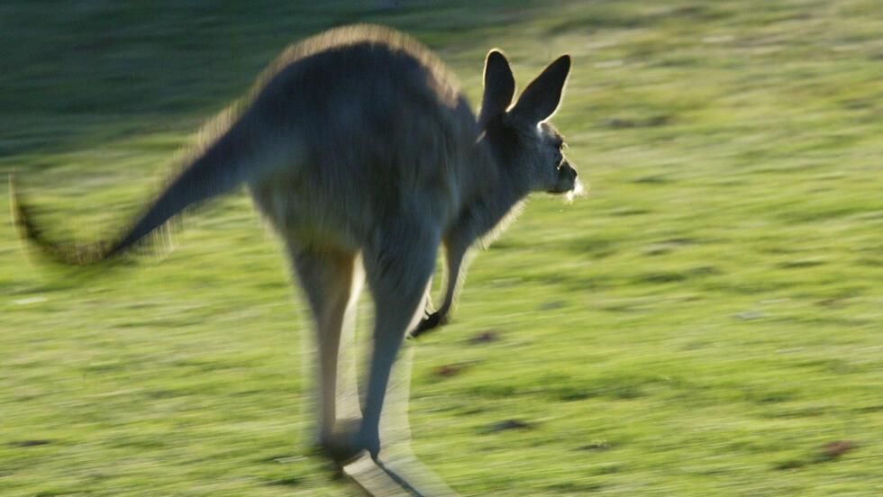Un canguro recorre un campo de golf en la ciudad australiana de Brisbane el 3 de noviembre de 2003