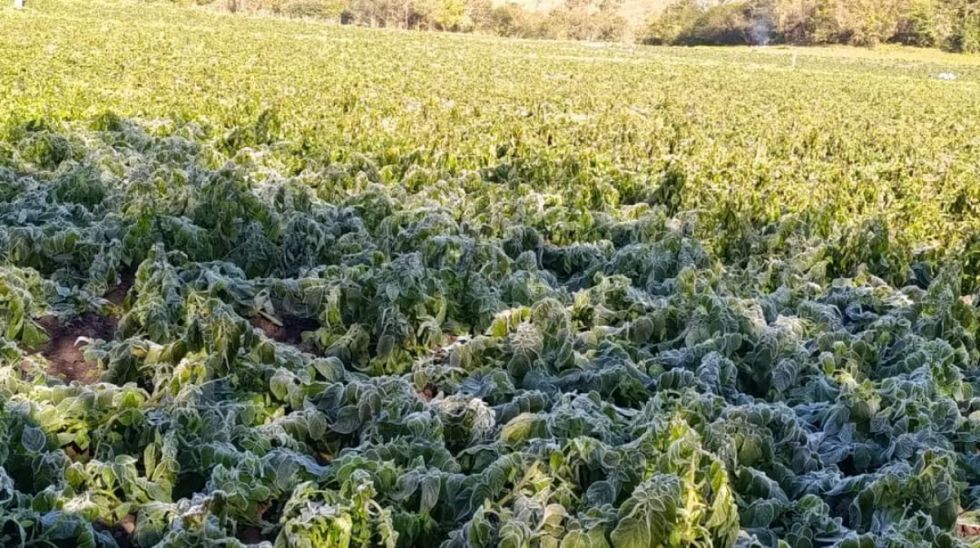 Chiquiacá: Helada causó daños a la producción agrícola 