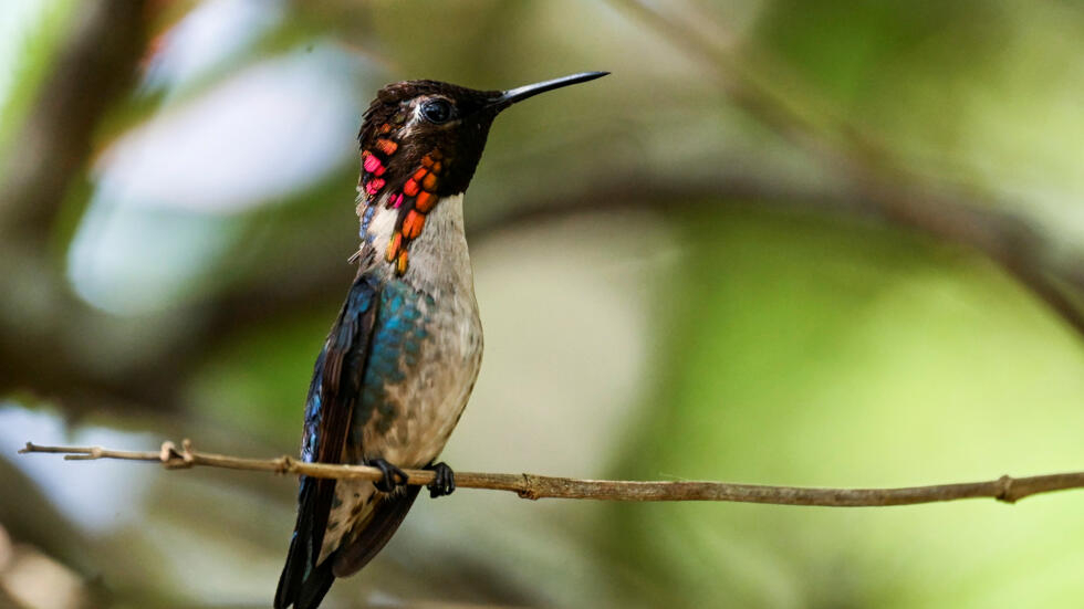 El pájaro abeja o colibrí abeja (Mellisuga helenae), conocido en Cuba como zunzuncito, está posado sobre una rama en el jardín de "La casa de los colibríes", en Pálpite, en el suroeste de la isla, el 5 de julio de 2024.