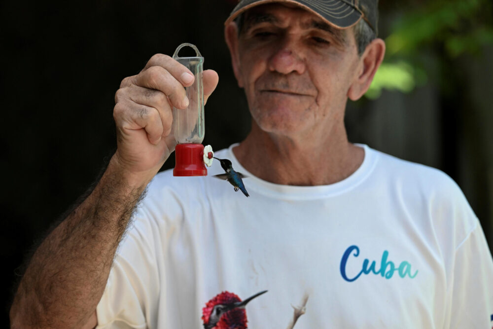 Un pájaro abeja (Mellisuga helenae) bebe de un pequeño bebedero lleno de agua con azúcar en el jardín de Bernabé Hernández, un lugar bautizado como "La casa de los colibríes", en Pálpite, en el suroeste de Cuba, el 5 de julio de 2024.
