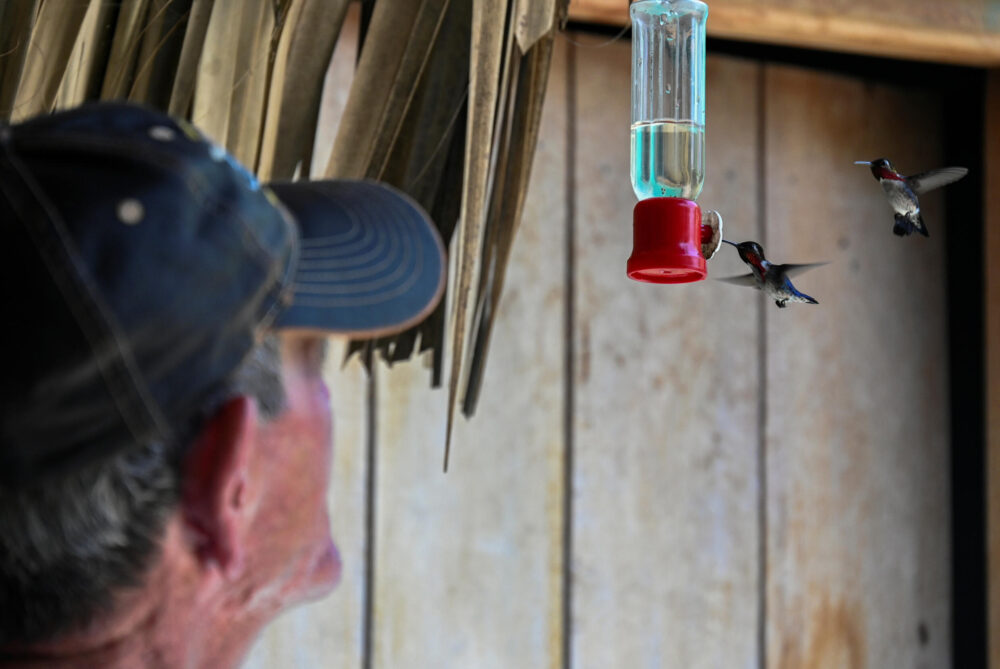 Bernabé Hernández observa a dos pájaros abejas (Mellisuga helenae) que beben en su jardín, que ha bautizado como "La casa de los colibríes", en Pápite, en el suroeste de Cuba, el 5 de julio de 2024.