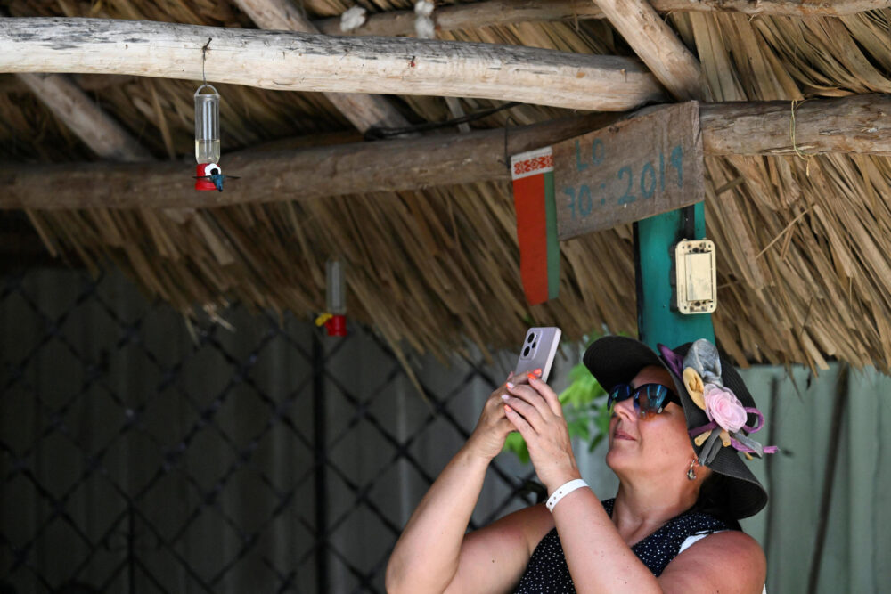 Una turista le toma fotos a un pájaro abeja (Mellisuga Helenae) en "La casa de los colibríes", en Pálpite, en el suroeste de Cuba, el 5 de julio de 2024.