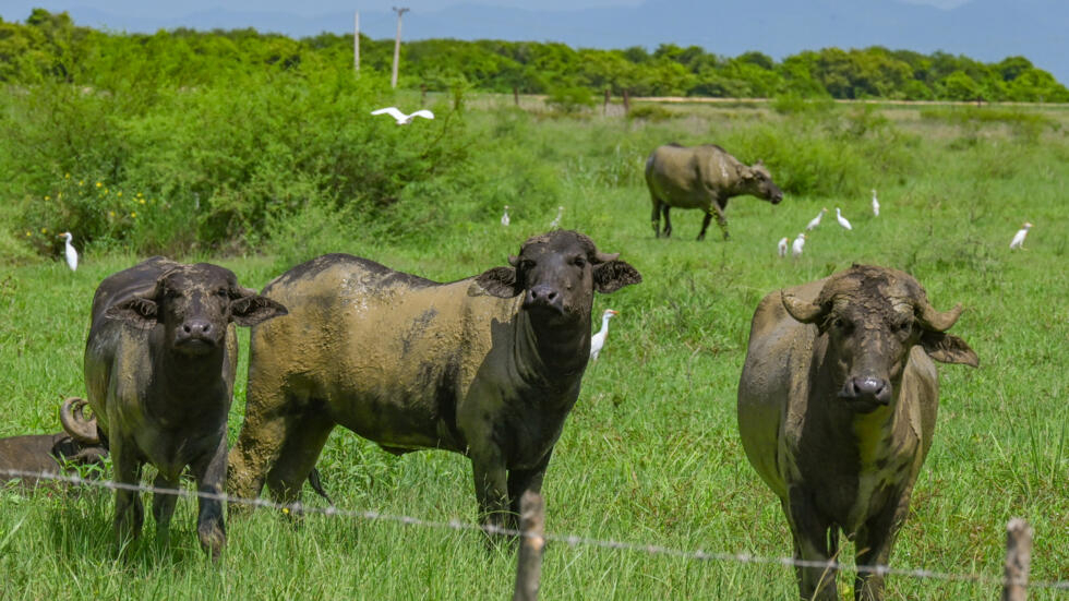 Unos búfalos de agua pastan el 27 de junio de 2024 en una cooperativa dedicada a la producción de azúcar de caña, al ganado y a los materiales de construcción en la provincia cubana de Artemisa
