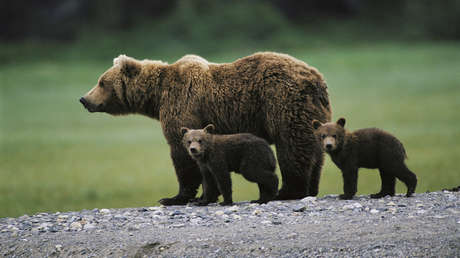 Un país europeo da luz verde a la caza de más de 400 osos