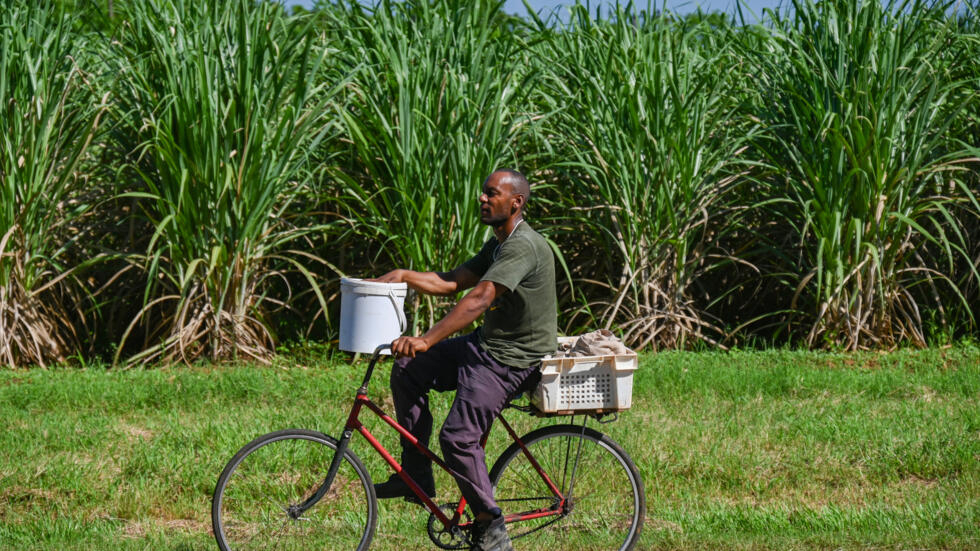 Un hombre pasa en bicicleta junto a una platación de caña de azúcar en la provincia de Artemisa, en Cuba, el 27 de junio de 2024.