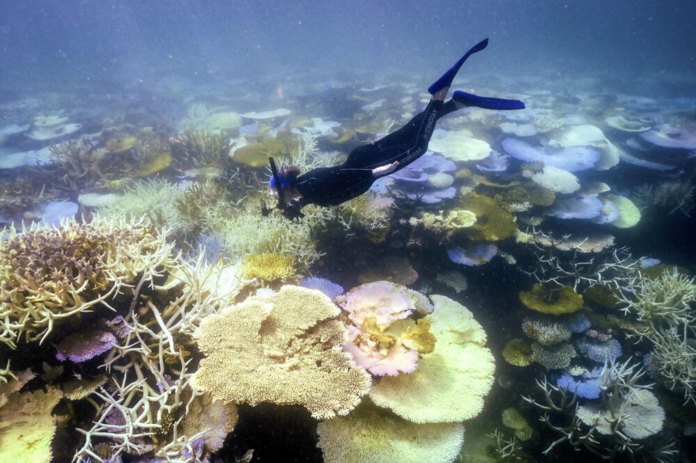 Una bióloga marina inspecciona el estado de los arrecifes en la Gran Barrera de Coral en Australia el 5 de abril de 2024