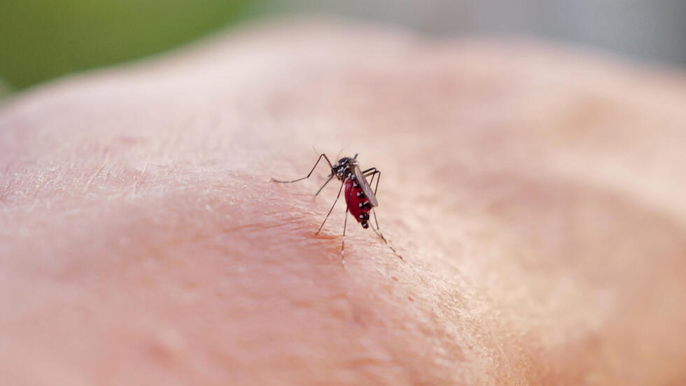 El mosquito Aedes aegypti, más conocido como mosquito tigre, es portador del virus del dengue, pero también de otras enfermedades como la fiebre amarilla, la chikunguña o la fiebre de Zika.