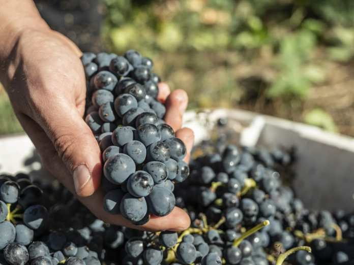 La producción de uva es un motor económico en Tarija.