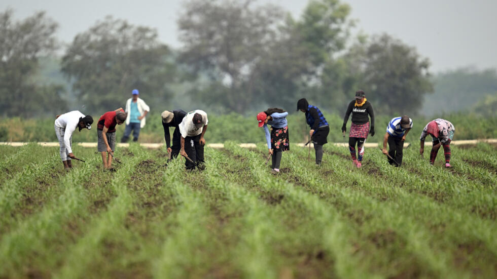 Unos agricultores limpian un campo de maíz en una cooperativa en Jiquilisco, en El Salvador, el 21 de mayo de 2024