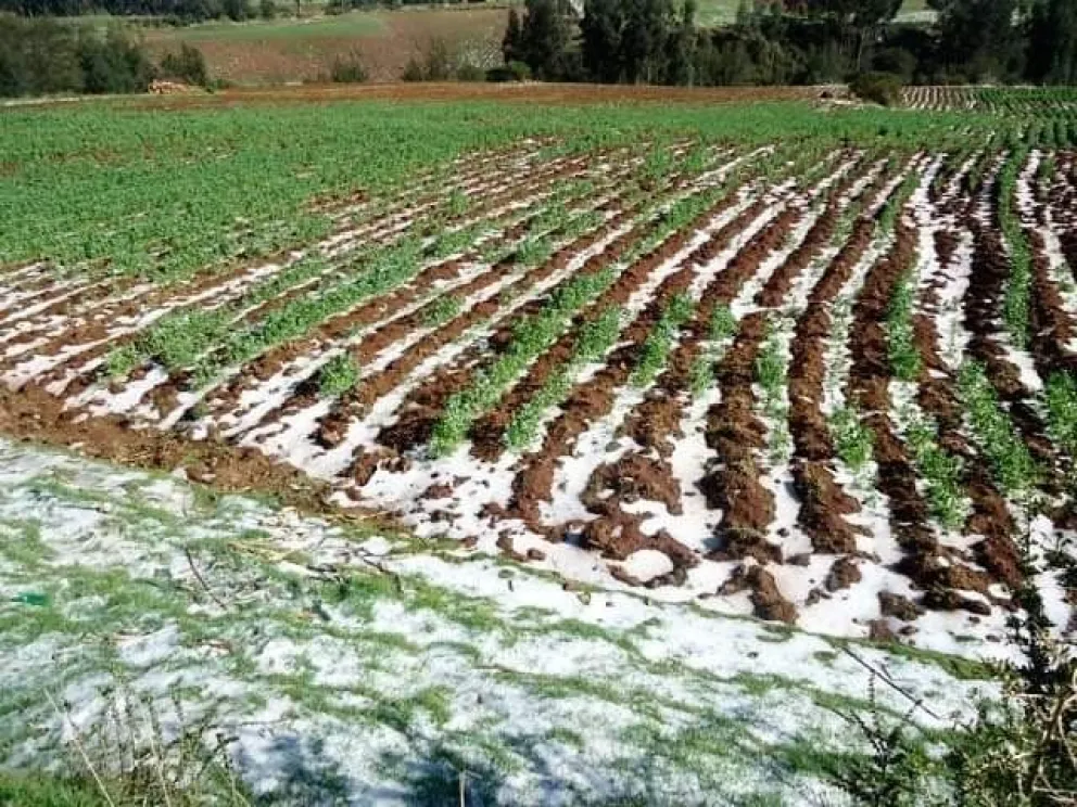 Una superficie cultivada afectada por la helada. Foto: ABI
