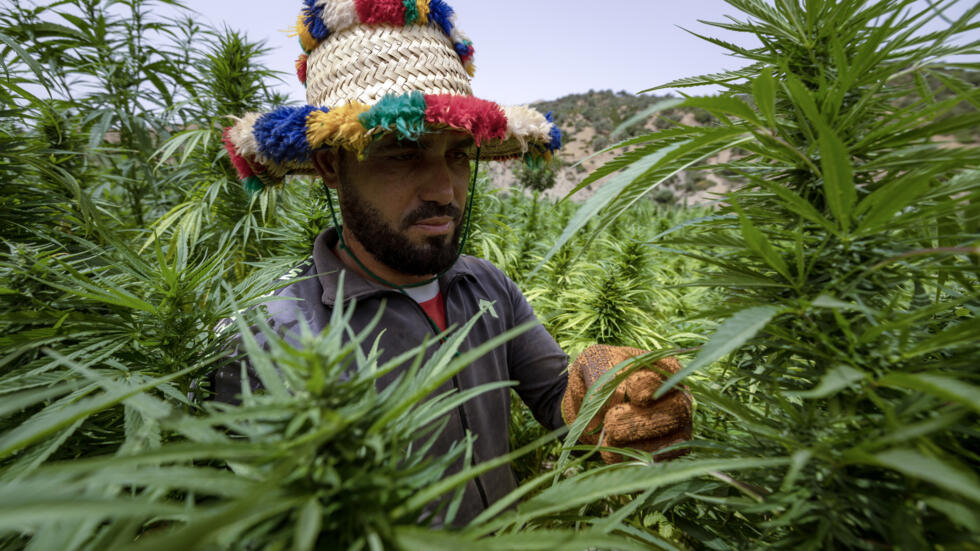 Un agricultor comprueba la cosecha de cannabis en Mansoura, en la región de Chefchaouen, en el norte de Marruecos, el 18 de julio de 2024