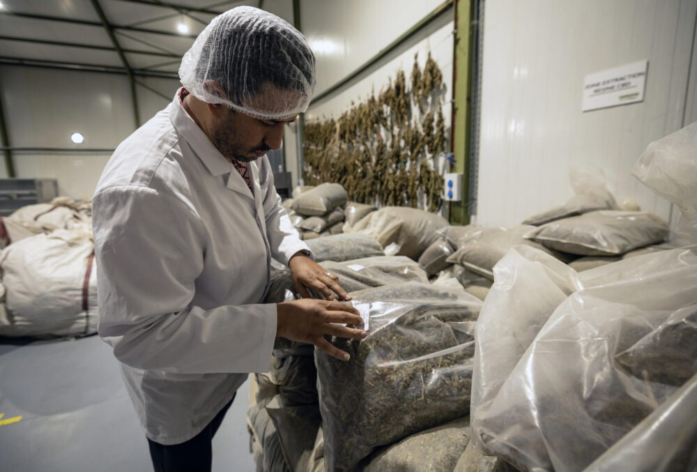 Aziz Makhlouf, fundador de Biocannat, una fábrica de transformación de cannabis, en el norte de Marruecos, el 18 de julio de 2024
