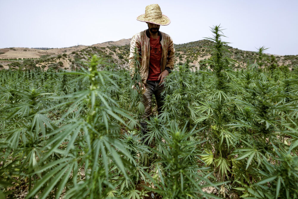 Un campo de cultivo legal de cannabis para uso terapéutico en la región de Chefchaouen, en el norte de Marruecos, el 18 de julio de 2024