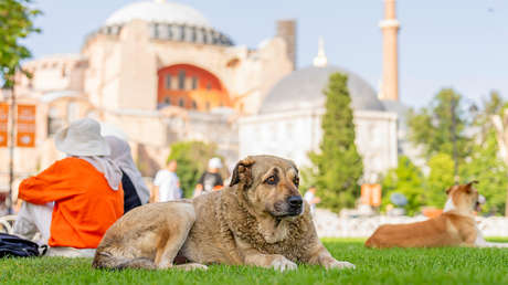 Turquía aprueba una "ley masacre" para eliminar millones de perros callejeros