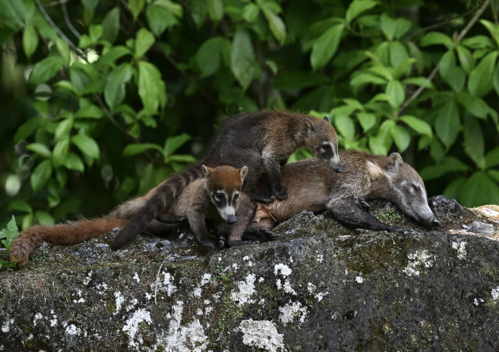 Coatíes en el sitio arqueológico de Tikal, en la Biosfera Maya de Petén, Guatemala, el 24 de julio de 2024