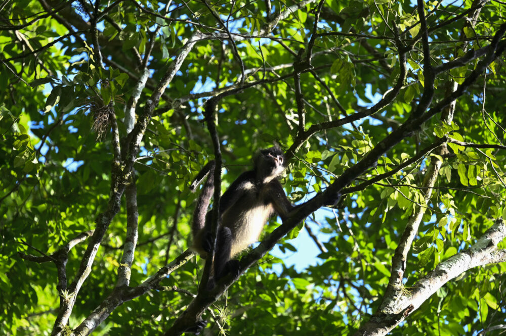 Un mono araña en el sitio arqueológico de Tikal, en la Biosfera Maya de Petén (Guatemala), el 24 de julio de 2024