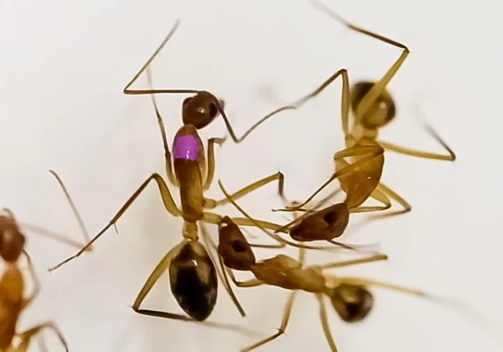 Hormigas 'cirujanas': curan las extremidades de sus compañeras y amputan si  es necesario
