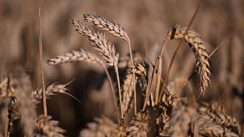 En otros países ya se cultivo el trigo transgénico